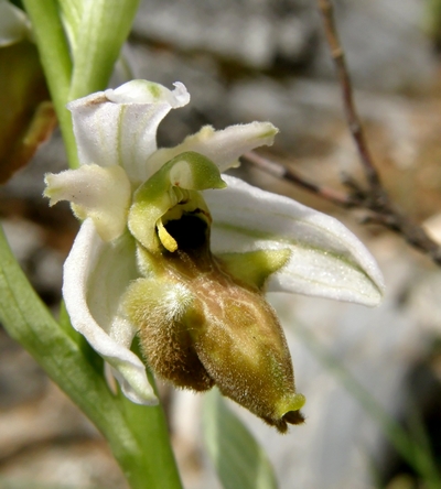 Ophrys exaltata subsp montis leonis apocromatica?